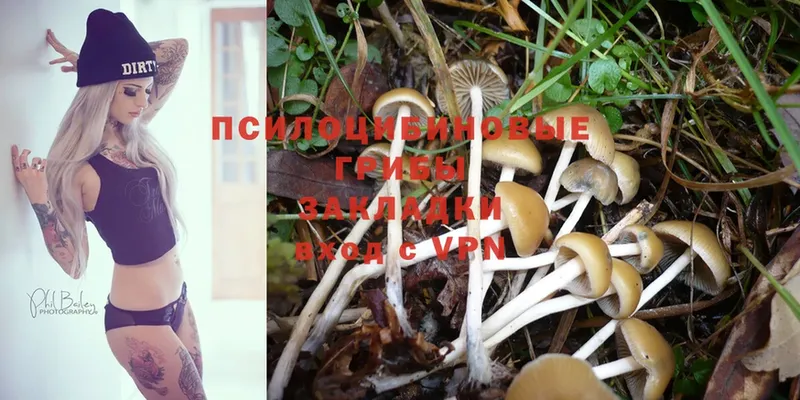 Псилоцибиновые грибы Psilocybe Большой Камень